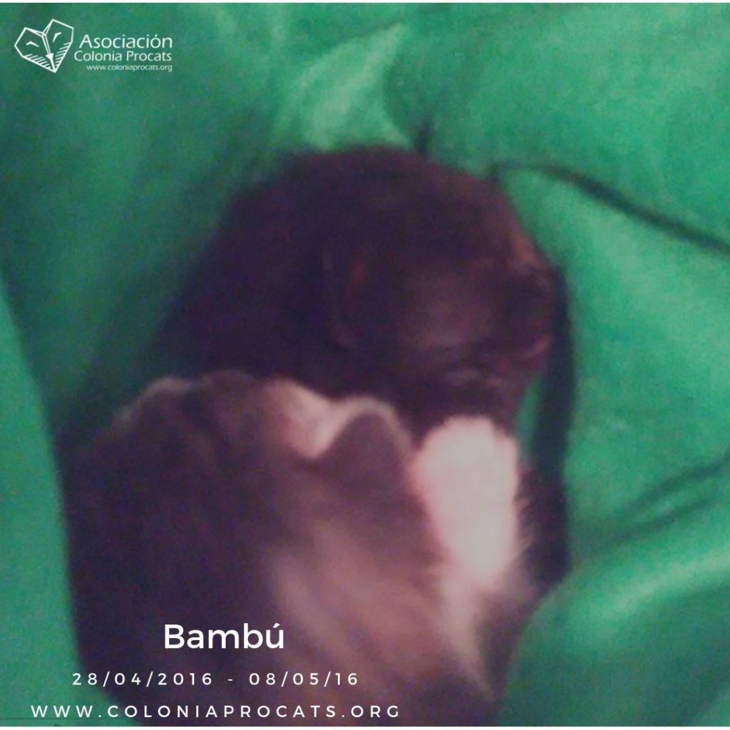 BAMBÚ