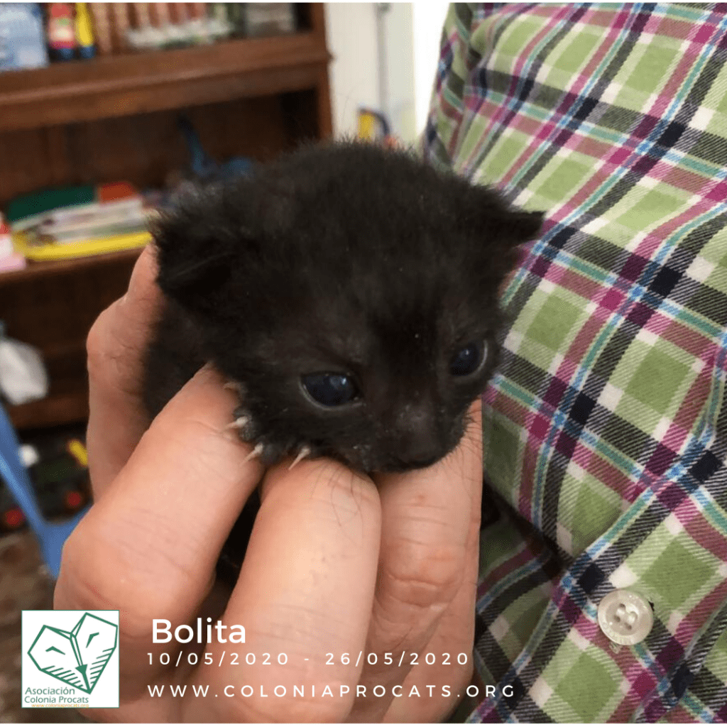 BOLITA