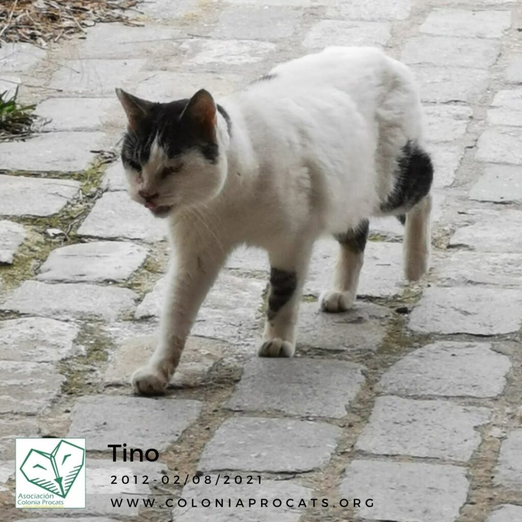 TINO