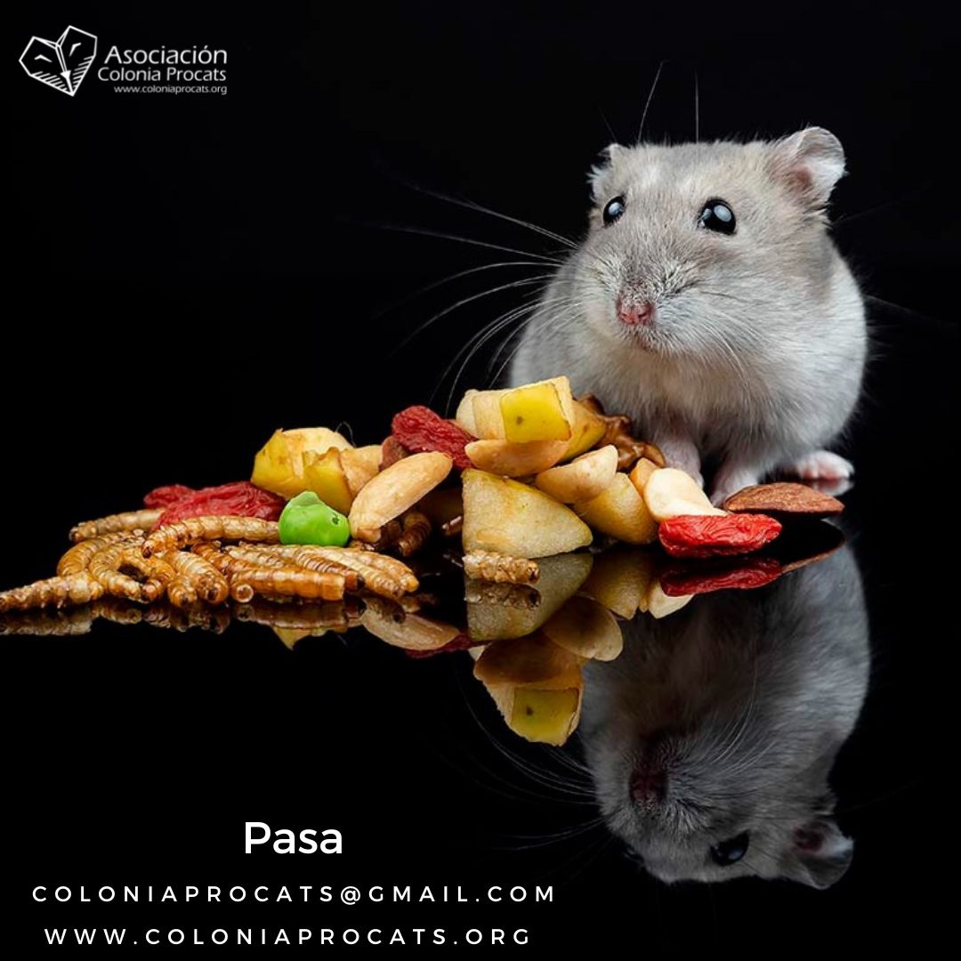 PASA